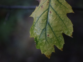 20231015-LageVuursche-108
