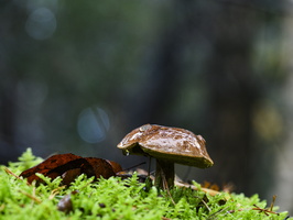 20231015-LageVuursche-112