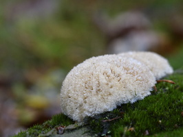 20231015-LageVuursche-113