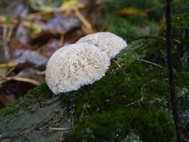 20231015-LageVuursche-114