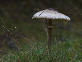 20231015-LageVuursche-115