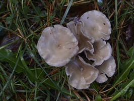 20231015-LageVuursche-116