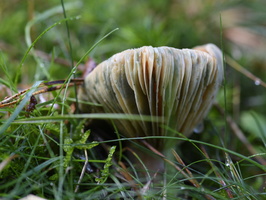 20231015-LageVuursche-117