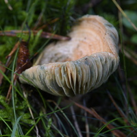 20231015-LageVuursche-118