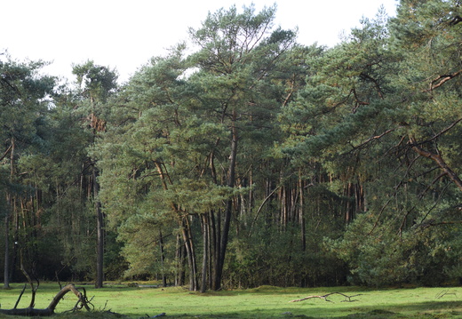 20231015-LageVuursche-123