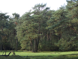 20231015-LageVuursche-123