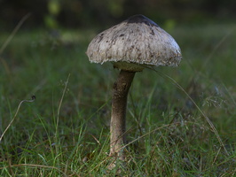20231015-LageVuursche-125