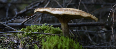 20231015-LageVuursche-133