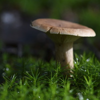 20231015-LageVuursche-134