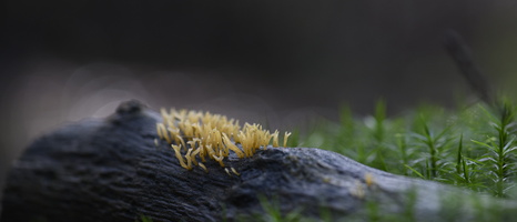 20231015-LageVuursche-135