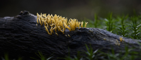 20231015-LageVuursche-136