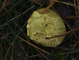 20231015-LageVuursche-144