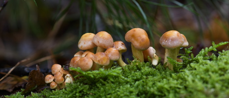 20231015-LageVuursche-150