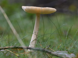 20231015-LageVuursche-151