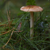 20231015-LageVuursche-152