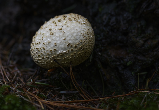 20231015-LageVuursche-154