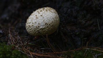 20231015-LageVuursche-154
