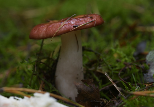20231015-LageVuursche-155