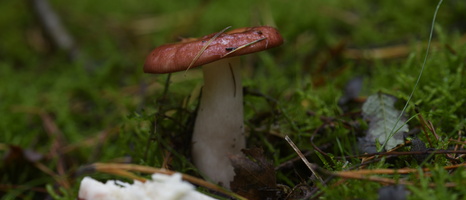 20231015-LageVuursche-155