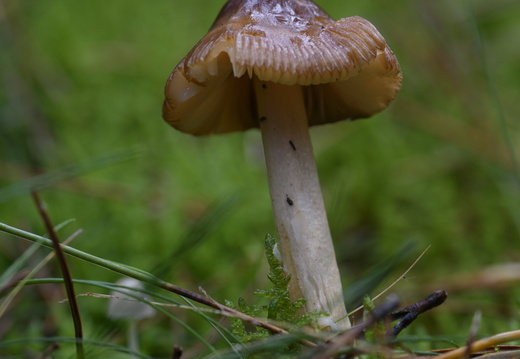 20231015-LageVuursche-156