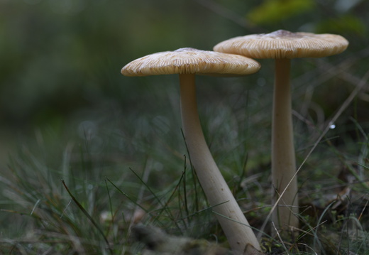 20231015-LageVuursche-158