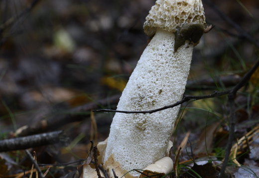 20231015-LageVuursche-159