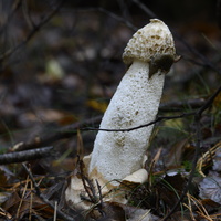 20231015-LageVuursche-159