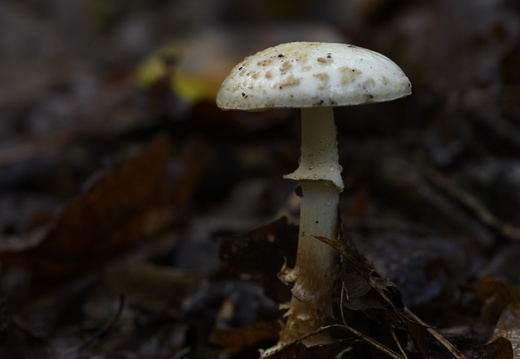 20231015-LageVuursche-160