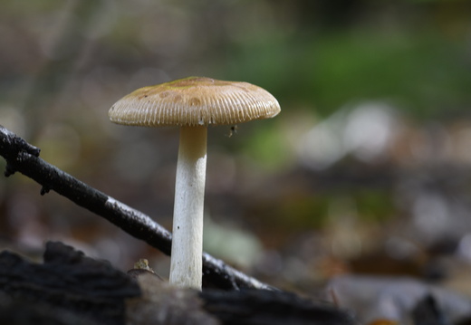 20231015-LageVuursche-161