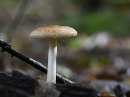 20231015-LageVuursche-161