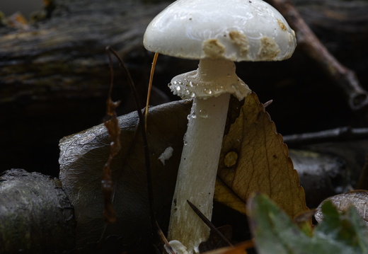 20231015-LageVuursche-162