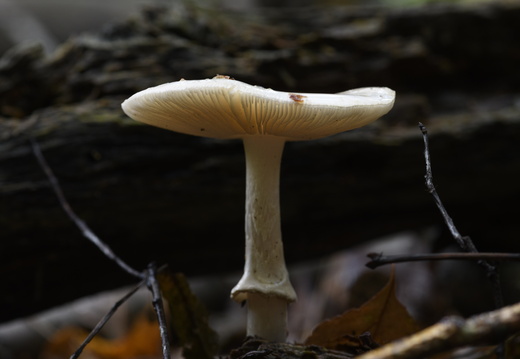 20231015-LageVuursche-163