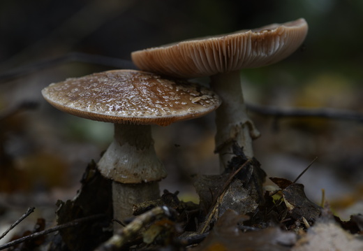 20231015-LageVuursche-164
