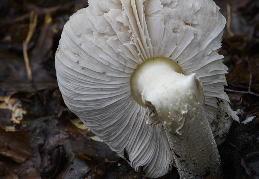 20231015-LageVuursche-165