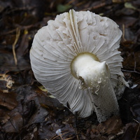 20231015-LageVuursche-165