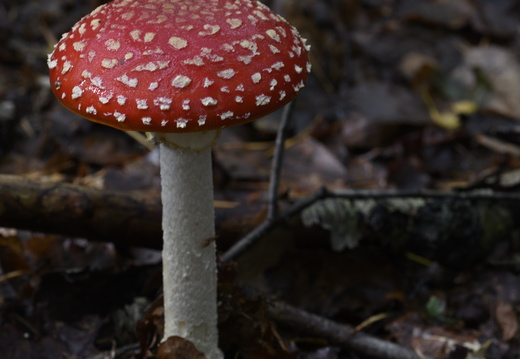 20231015-LageVuursche-166