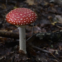 20231015-LageVuursche-166
