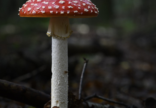 20231015-LageVuursche-167