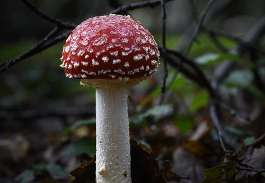 20231015-LageVuursche-168