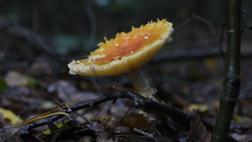 20231015-LageVuursche-169