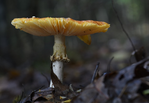 20231015-LageVuursche-170