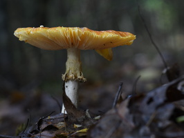 20231015-LageVuursche-170