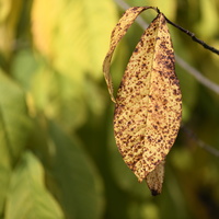 20231029-Arboretum-101