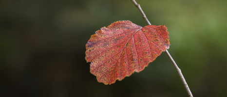 20231029-Arboretum-102
