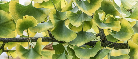 20231029-Arboretum-104