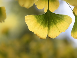 20231029-Arboretum-106