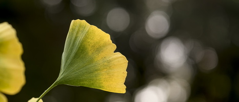 20231029-Arboretum-109