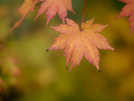 20231029-Arboretum-115
