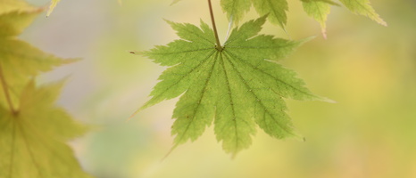 20231029-Arboretum-116