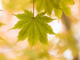 20231029-Arboretum-117